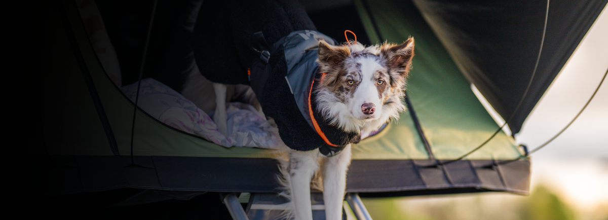Camping und Reisen mit Hund