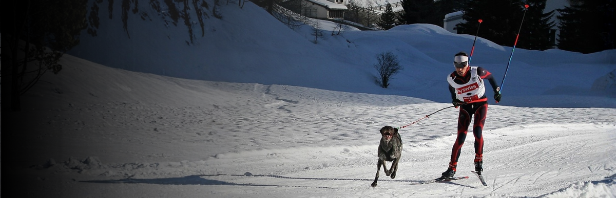 Skijöring mit Hund
