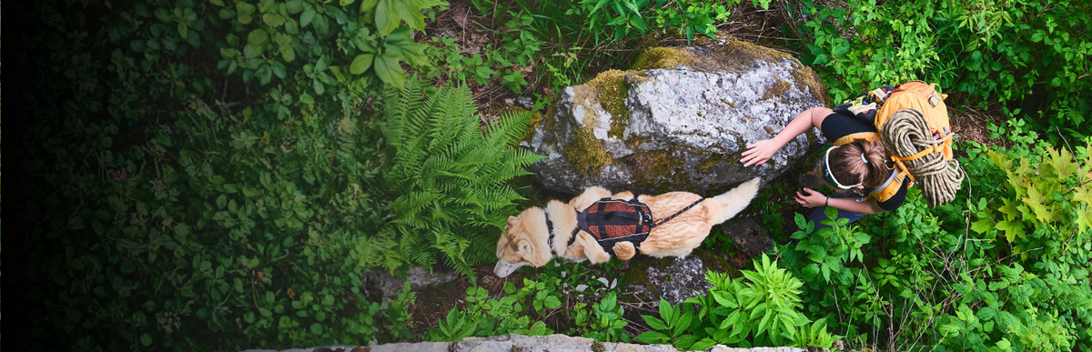 Hund beim Wandern mit Wandergeschirr