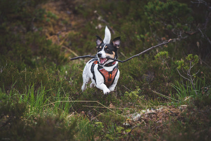 Ultra Harness | Outlet