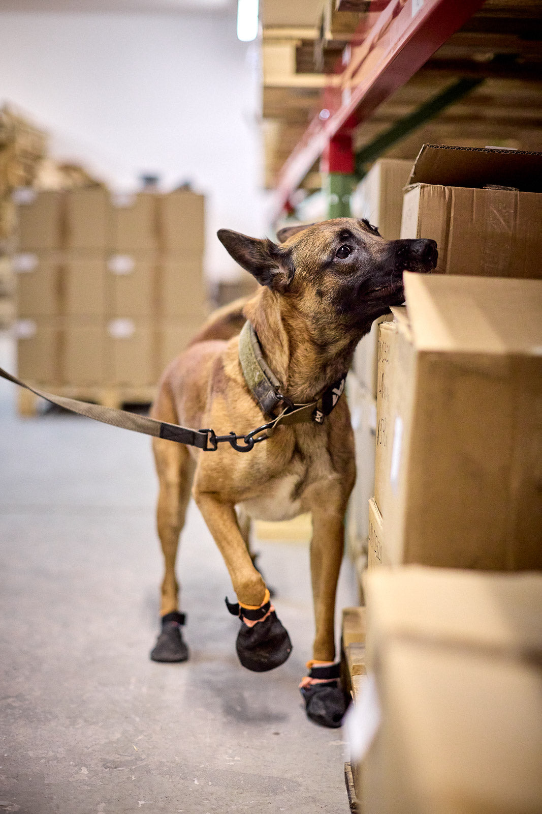 Working Dog